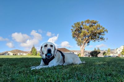 Dog on field