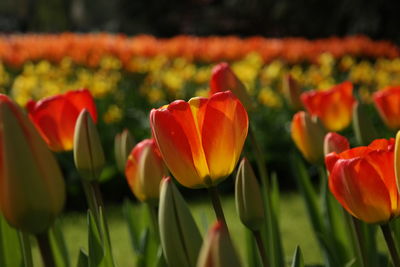 Close-up of tulips blooming in garden