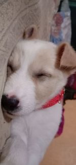 Close-up portrait of dog relaxing on bed