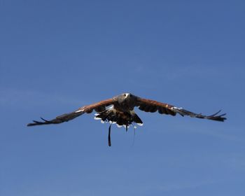 Low angle view of eagle flying against sky