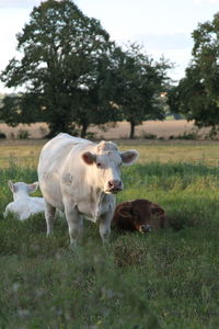 Cows in  field