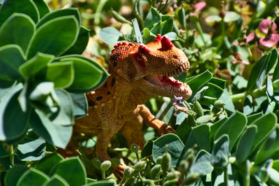 Close-up of a lizard on plant