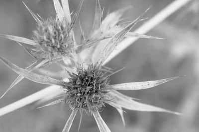 Close-up of dandelion flower