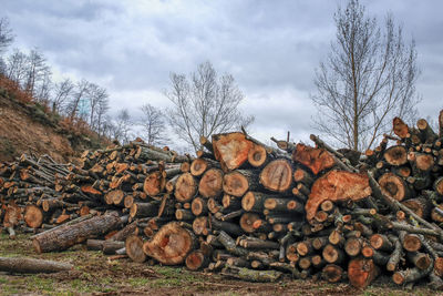 Stack of logs on field