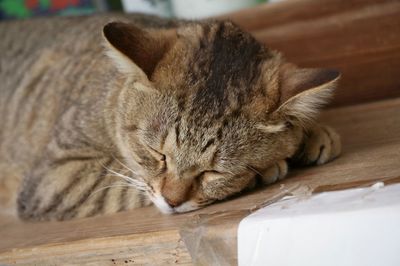 Close-up of cat sleeping on wood