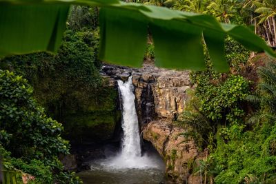 Scenic view of waterfall in forest