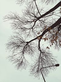 Low angle view of bare trees against sky