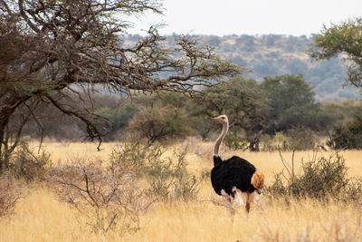 View of ostrich on landscape