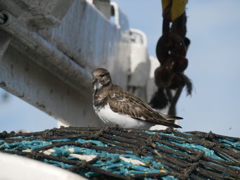 Low angle view of birds perching on roof