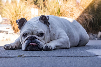Close-up portrait of a dog resting