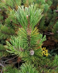 Close-up of pine tree