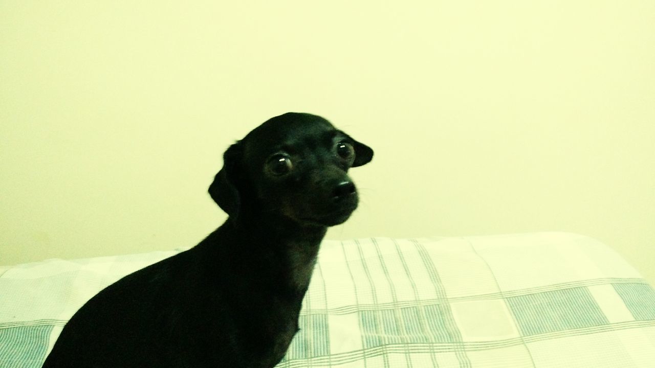 one animal, animal themes, pets, domestic animals, mammal, dog, indoors, black color, looking away, low angle view, copy space, sitting, no people, animal head, zoology, black, clear sky, close-up, portrait, built structure