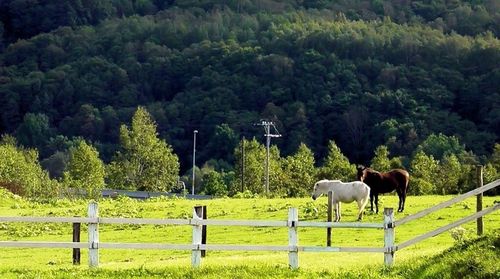 Horses grazing on grassy field