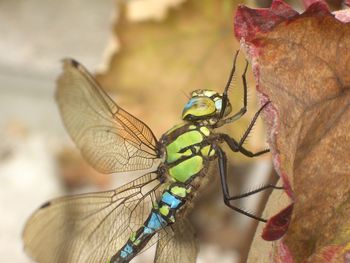 Close-up of dragonfly on plant
