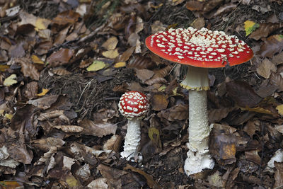 High angle view of fly agaric mushroom on field