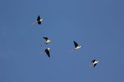 Low angle view of birds flying