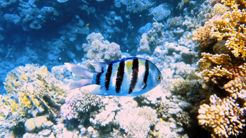 Close-up of fish swimming in sea