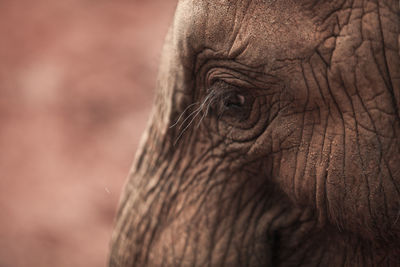 Close-up of elephant