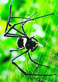 Close-up of insect on leaf