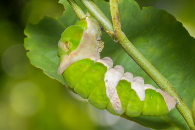 Close-up of insect on plant