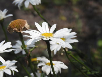 Close-up of white daisy flowers