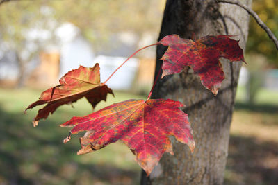 Close-up of maple leaf on tree