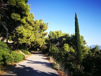 Trees by plants against sky