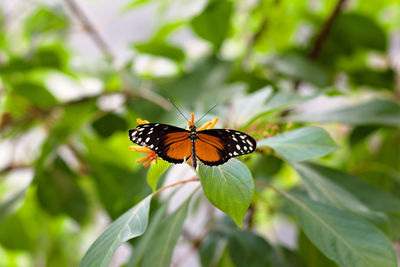 Close-up of butterfly in plant