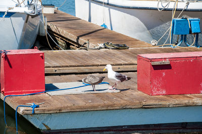 Seagull perching on wood