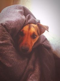 Close-up of dog on sofa