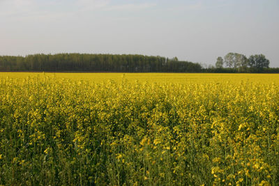 Scenic view of oilseed rape field against sky