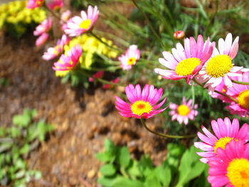 flowering plant