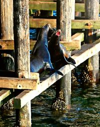Close-up of birds perching on wooden post in lake
