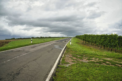 Grapes along the road