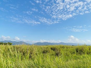 Scenic view of field against sky