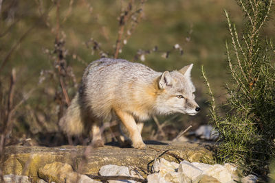 Fox on ground
