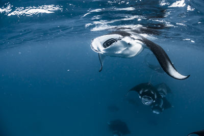 School of manta rays in baa atoll, maldives