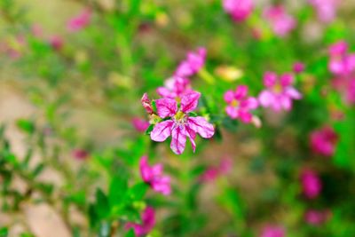 Close-up of pink flowering plant on field