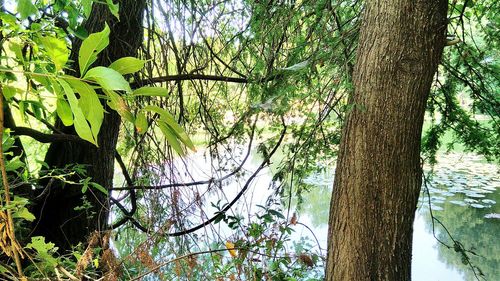 Trees growing in sunlight