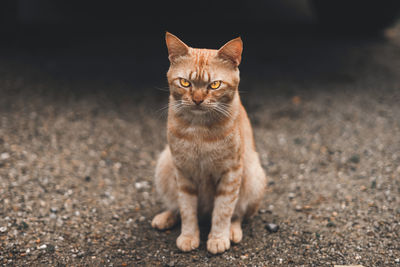 Portrait of cat sitting outdoors