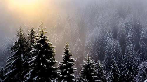 Pine trees in forest during winter