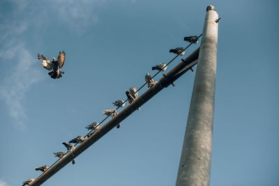 Low angle view of bird perching on cable against sky