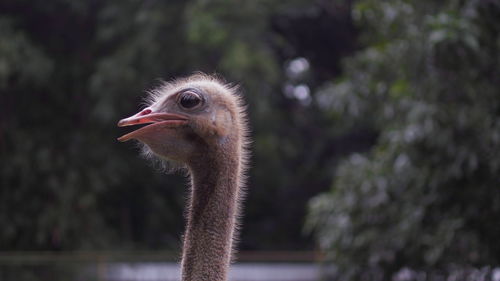 Close-up portrait of a ostrich