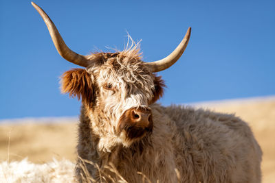 Highland cattle on meadov in the italian dolomites near val gardena.