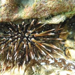 Close-up of coral in sea