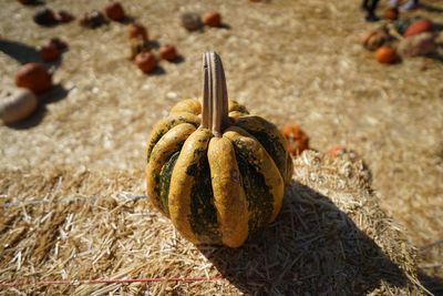 Close-up of pumpkin on land