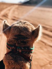 Close-up of a dog looking away