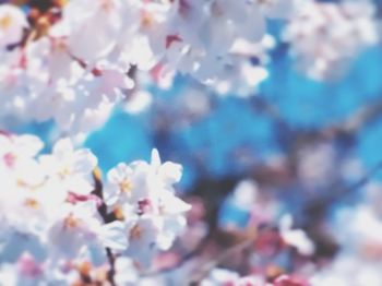 Close-up of multi colored flowers against sky