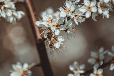 Close-up of honey bee on flowering plant