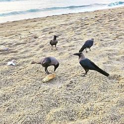 View of birds on beach
